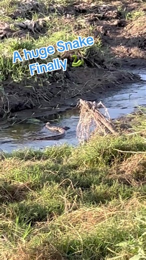 We’ve been in Africa for a week and today saw our first snake!! A hige 12’ African Rock Python!!! | Snakes Adventures