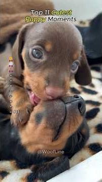 Cutest Puppy Moments #puppy