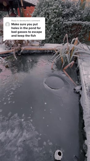 Pond Maintenance: How to Care for Your Fish in Frozen Conditions