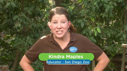 This giant parrot might just be the biggest you've ever seen