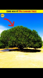 Sahabi Tree in Jordan . . . #islamic #deen #youtube #instragram #muslim | Our Deeni Facts