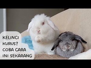 7 CARA MEMBUAT KELINCI CEPAT GEMUK