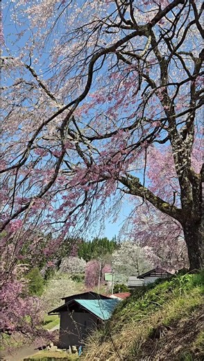 小川村の桜 1人では見られなかったであろう光景。思いきって出かけて良かった✨️ 美しい場所でした😊 #長野県 #小川村 #春 #桜 #旅 #絶景