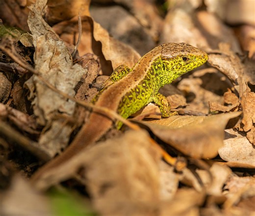 Exploring the hidden world of one of Britain’s rarest lizards