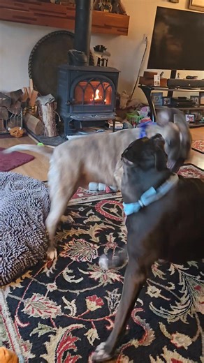 101 reactions · 13 comments | It's play time ... | Pit Bull Patch and his fabulous friends | Facebook