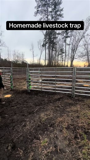 #cow #farming #trap #countrylife #nc Homemade livestock trap. Heavy duty bull panels. 6’ tall 10’ wide 150lbs each. 30x30 area