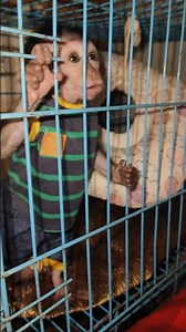 Baby Lala The Most Talkative Alien Monkey In The World‼️