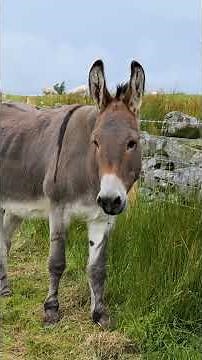 Inside Benhar Honey: How Our Hive Nurtures Biodiversity