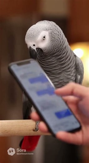 #Parrot said "He Text it Again" #shorts #funny