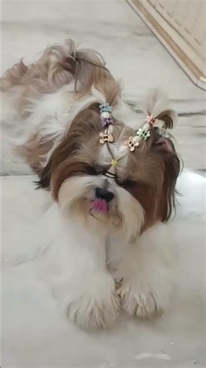 My life mummy's rules 🐾🐶 #dogshorts #shihtzu #world #murphy #cutepuppy #funnyshorts #love