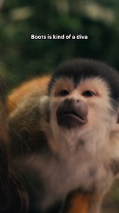 136K views · 4.7K reactions | some of our favorite iconic moments from Gabriel Iglesias as Boots in Dora and the Search for Sol Dorado (a.k.a. all of them) | Dora the Explorer | Facebook