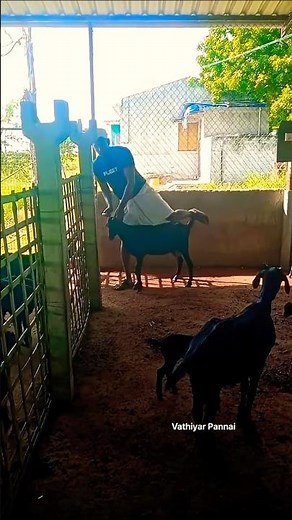 ஆடுகளுக்கான குடற்புழு நீக்கம்...😍❤️#animals #agriculture #farming