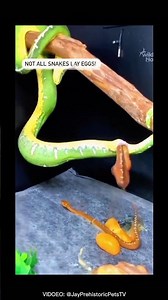Some Snakes Give Birth Not Eggs