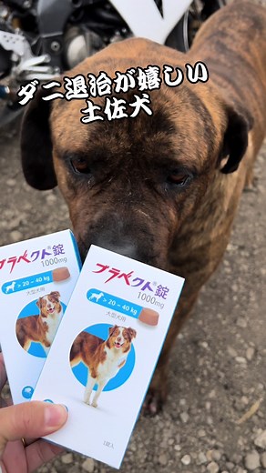 土佐犬vsカンガル犬: 犬同士のエキサイティングな対決！