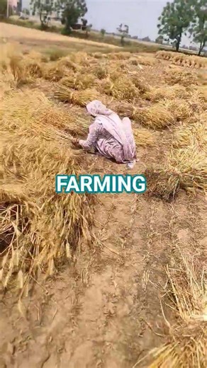 Kethi badi #farming #fashion #family #funny #facts