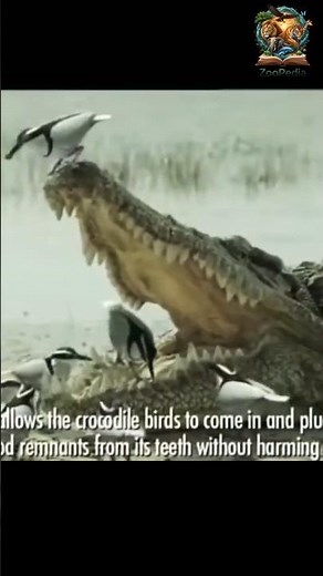 The Bird That Cleans Crocodile Teeth: The Secret of Symbiosis! 🐊🐦 | Co-existence