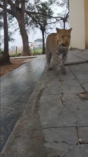 tiger trending shorts video#tiger #tigershorts #viralvideos #viralvideo