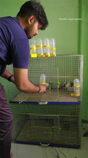 😱நம்ம Button Quail பறவைகளுக்கு ஏற்ற சிறந்த Feeder🥴 How to stop millet waste #shorts #birds #feeder
