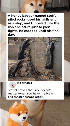 The Genius Honey Badger That Outsmarted Everyone! 🧠