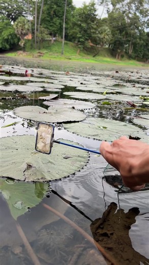 How To Find Betta Fish In Lake | betta