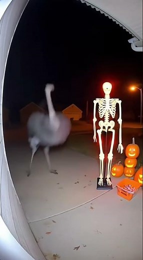 He just wanted candy… not a heart attack!🎃🦩💀 #Ostrich #Halloween #Funny