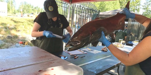 Fishing Report: Chinook egg takes complete circle of life at sport fish hatchery