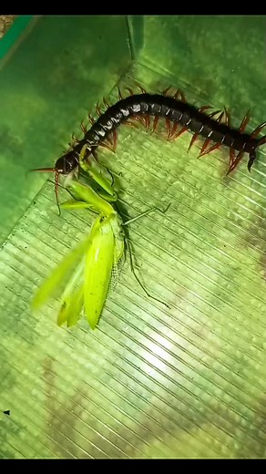 Insect Wars on Instagram: "Centipede vs Mantis 🔥 #InsectWars #Insects #Wildlife #Mantis #Centipede"