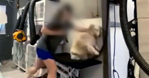 WARNING: Video shows dog groomer being aggressive, seemingly punching animals