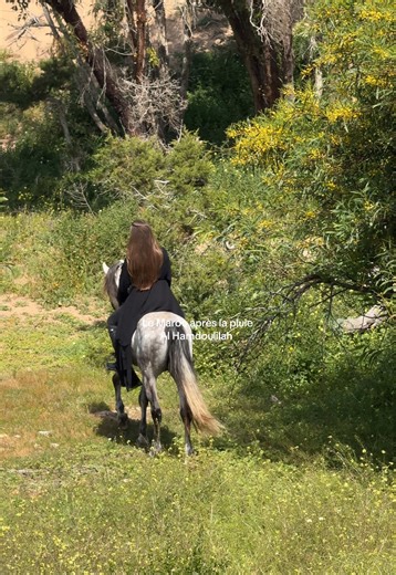 Al hamdoulilah #maroc #pluie #cheval #horse #essaouira