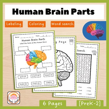 Anatomy of the Human Brain | Neuroscience & Biology | Science Labeling