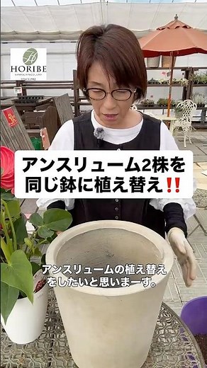 【実践編】アンスリュームの植え替え‼️ #ガーデニング初心者 #観葉植物 #庭作業 #ガーデニング #ほりべ造園 #アンスリューム #植え替え #鉢増し
