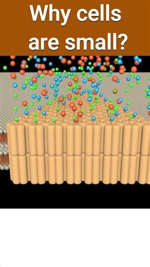 Why cells are small? #Cell #bioscholar #shorts