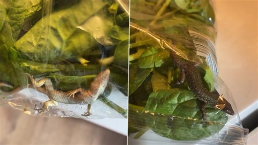 Live Lizard Found Inside Spinach Bag By Terrified Woman! The Little Creepy Reptile Spent 9 Days in Fridge (Watch Video) | 👍 LatestLY