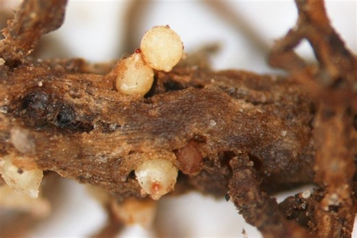 Why Soybean Cyst Nematodes are So Darn Difficult to Eliminate