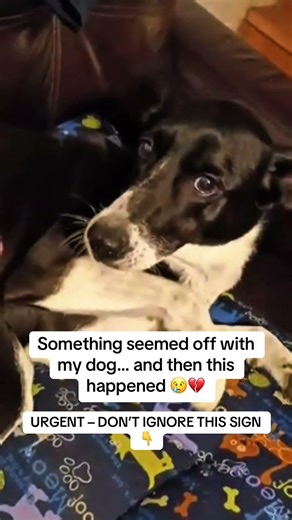 Something seemed off with my dog… and then this happened 😭💔