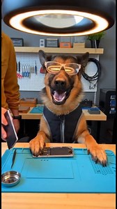 German Shepherd Mobile Phone Repair Assistant | German shepherds