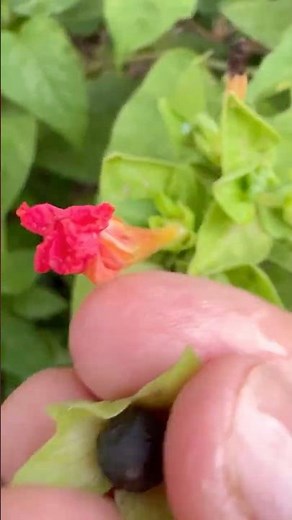 🌿💕🌱How to grow 4 o’clock plants from seeds🌿💕🌱