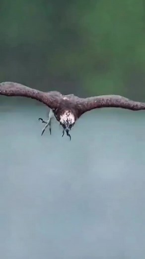 Eagles in Action: Hunting and Flying Footage