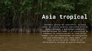 Watch Freshwater tropical fish video on Amazon Live