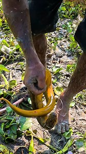 129K views · 1.6K reactions | Very Big Eel Fish Catching Video From Deep Hole #fish #villagelife #fisherman #fishinglife #fishing | JP Fishing | Facebook