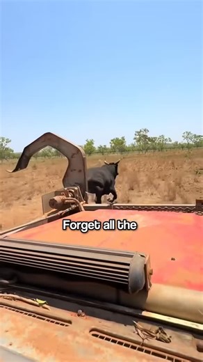 Raju sekh | Africa’s New Way of Catching Wild Bulls 🐂🚜 [Xu1k2IirKgk] | Instagram