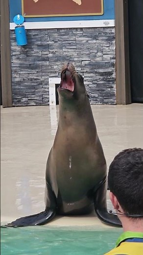 Incredible Sea Lion Show at SeaWorld! 🦭🌊 Amazing Tricks!