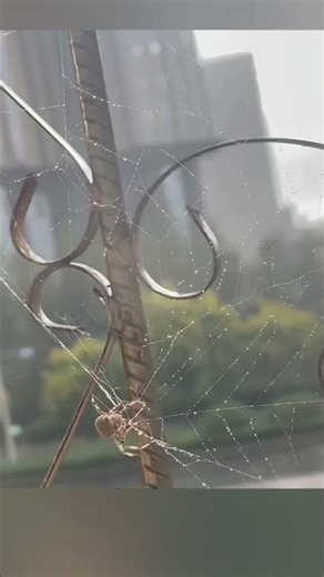 🕸️ Por Qué las Arañas Se Comen Su Propia Telaraña