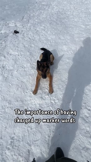 The Tired Pooch 🇨🇦 on Instagram: "Did you know one of the VERY first things we get into with ALL clients in their first session is MARKER WORDS. More specifically a REWARD marker. A reward marker is going to be the MOST used marker word in your dogs day to day training. It can be a word or a sound (like a clicker). It’s also a matter of making sure that word MEANS something. If you say YES (or whatever your sound is) and your dog just stares at you blankly … that is NOT meaningful and needs mo