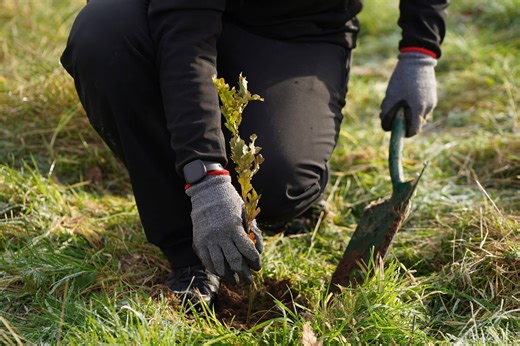 From football pitches to future forests: 13 projects backed by Urban Forestry Challenge Fund - JERA Nex bp