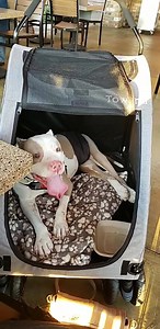 2.3K views · 169 reactions | Pit Crew Sacramento Rescue on Reels | Facebook