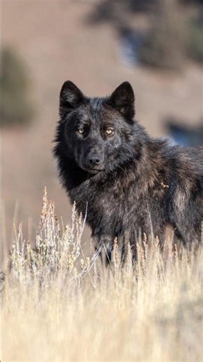 O-Six Yellowstone Wolf: The Legendary Alpha’s True Story | Wildlife Documentary 🐺🔥