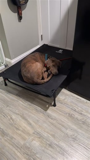 34 reactions | Board & Train Zero “placing” with Day Train Louis. These boys never have met before and yet can calmly co-exist together in the same space! This is what you get when you provide structure and good leadership! #4quadrantsofdogtraining #balanceddogtraining #dogtrainersofinstagram | Paws and Obey Dog Training | Facebook