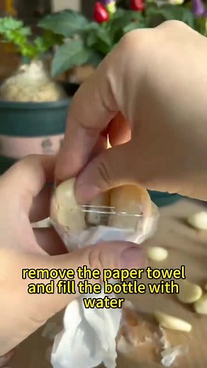 3K views · 322 reactions | Simple tips of planting garlic in the bottle container | Lee Yumi | Facebook