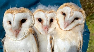 Barn owl chicks Skye, Spirit, & Echo are almost ready to fledge the nest 🦉🐥🐥🐤 But first they need ID rings. Watch as each of Willow & Ghost's chick is weighed and measured, and learn how to tell the difference between male and female barn owls. | Robert E Fuller